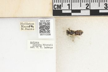 Media type: image;   Entomology 771538 Aspect: Labels